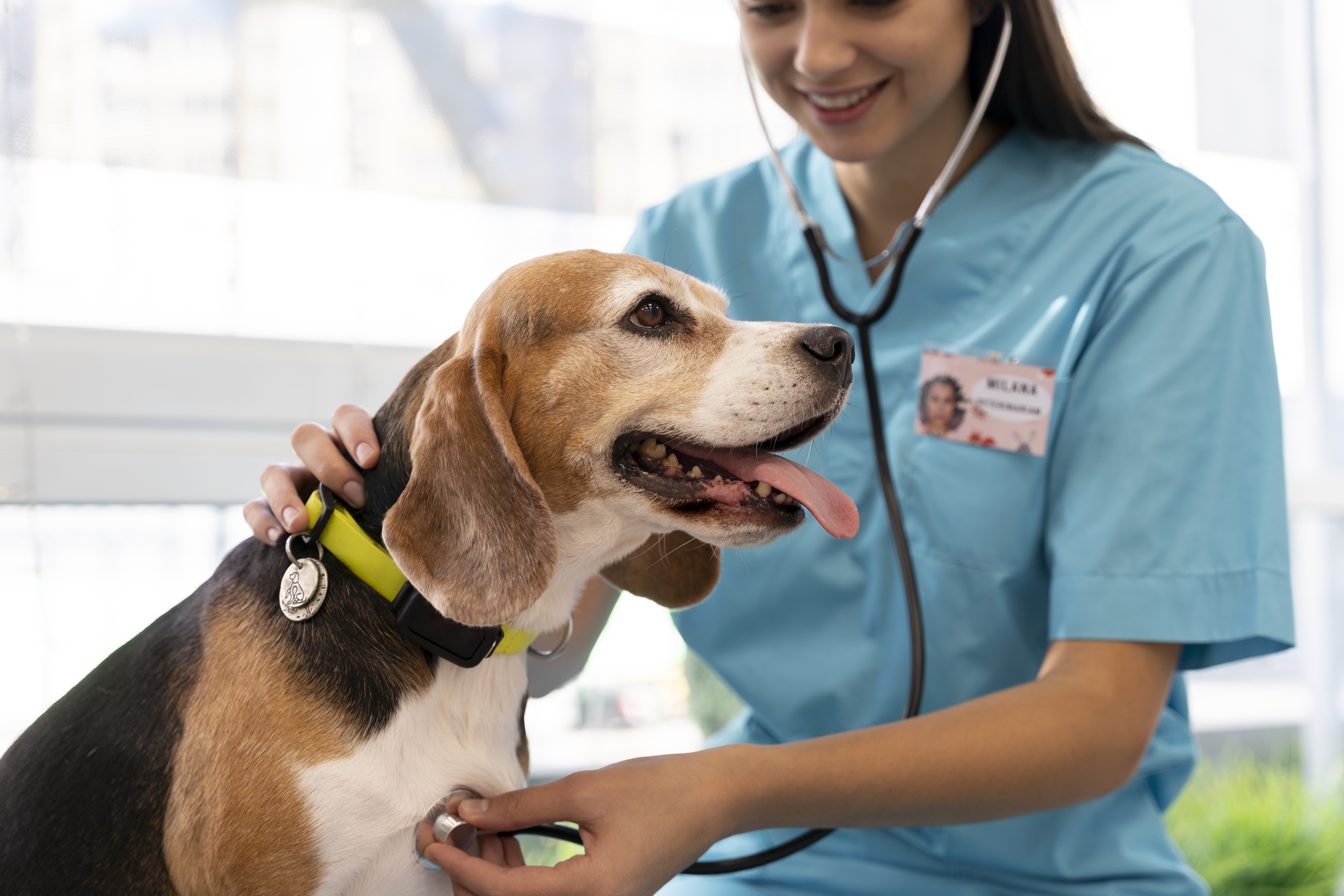 Setembro Vermelho Pet: cães e gatos podem ter problemas cardíacos?