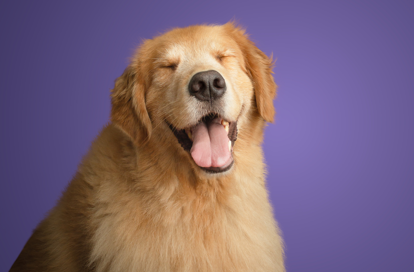 Fevereiro Roxo Pet: Como cuidar de pets idosos e prevenir doenças neurodegenerativas