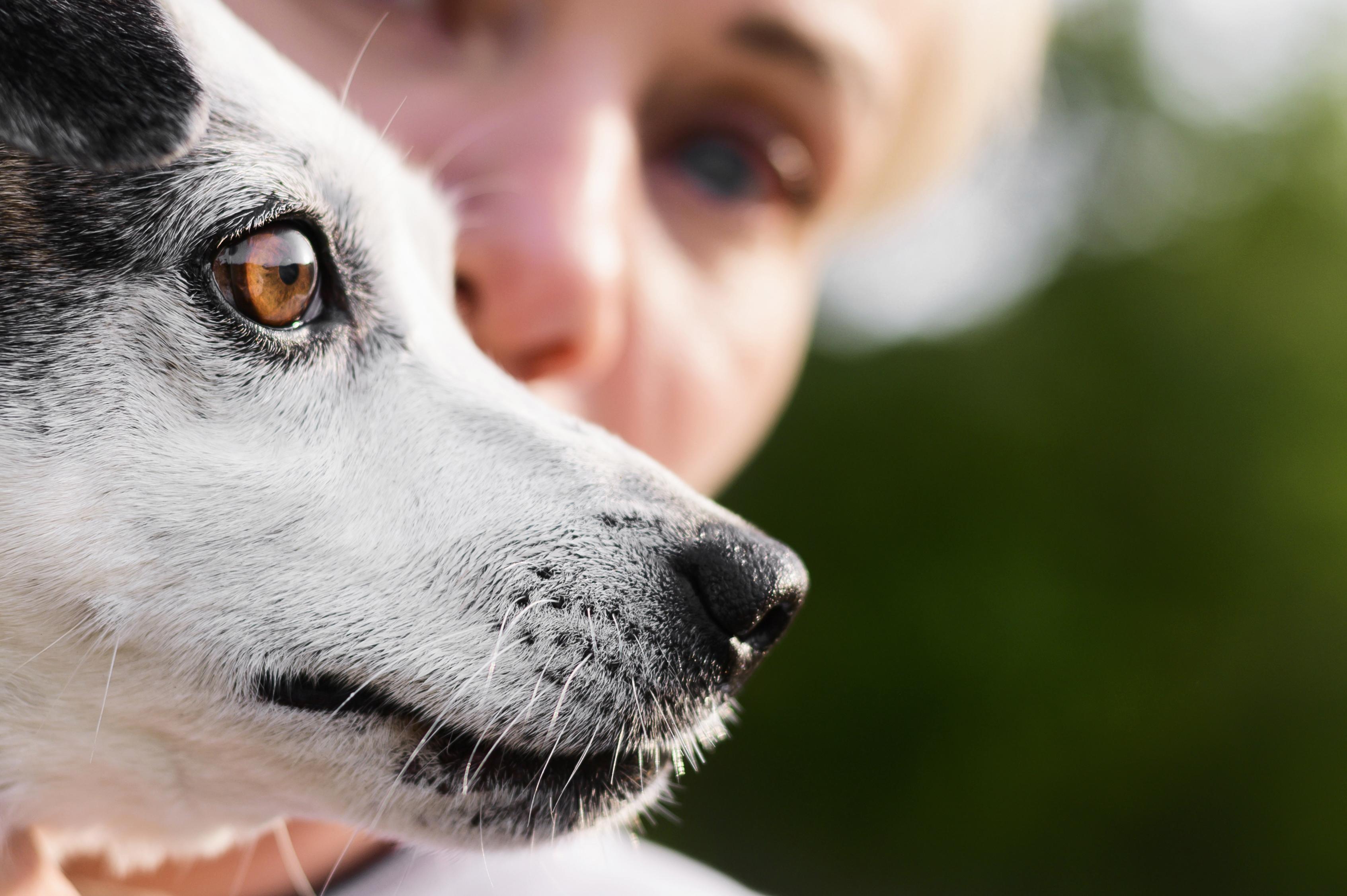 Junho Violeta Pet: como saber se a saúde ocular do seu pet está em dia?