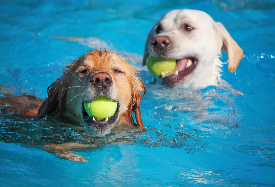 Cachorro na piscina: cuidados e brincadeiras para dias de calor