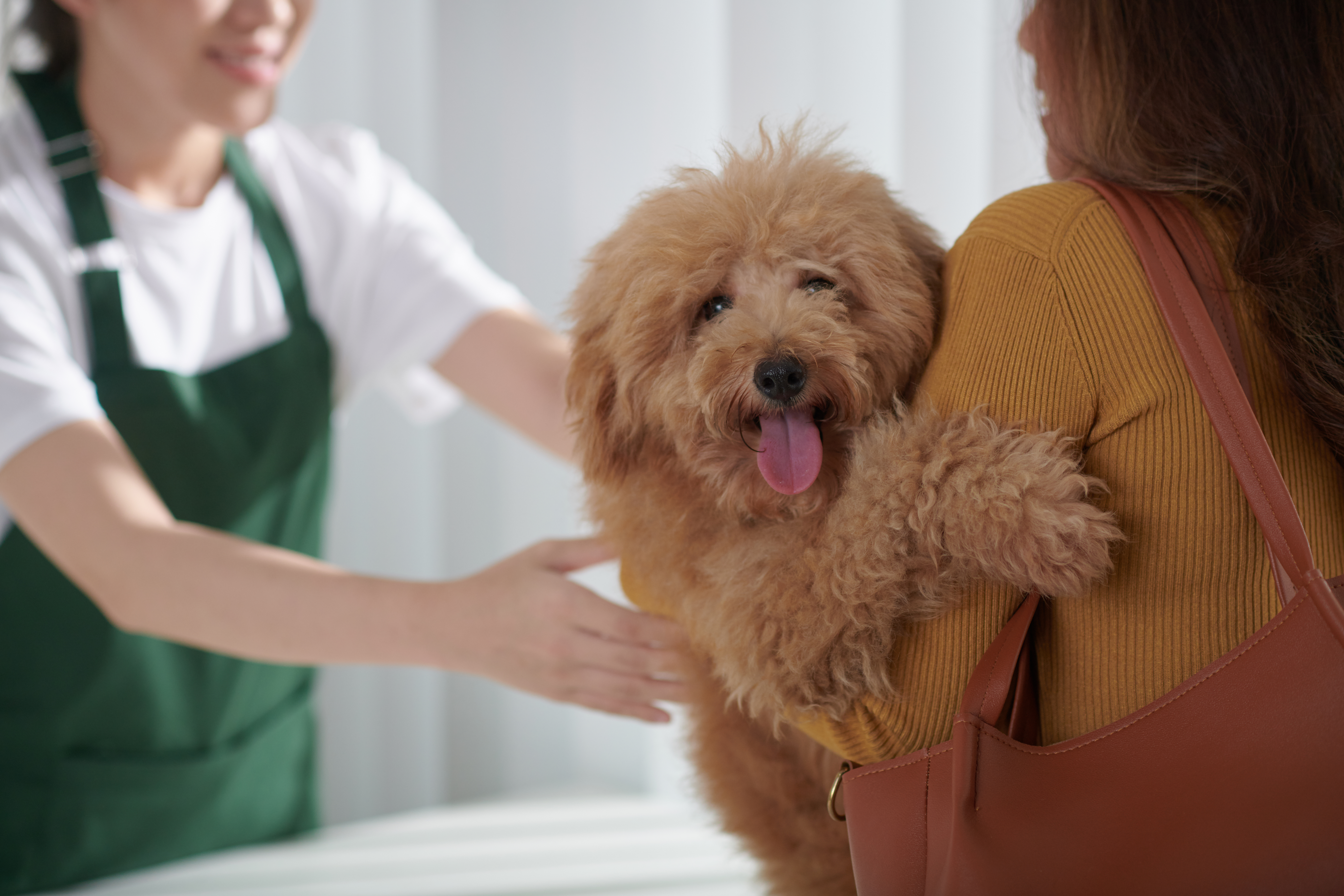 Como saber se a minha pet shop está fazendo um bom atendimento ao cliente?