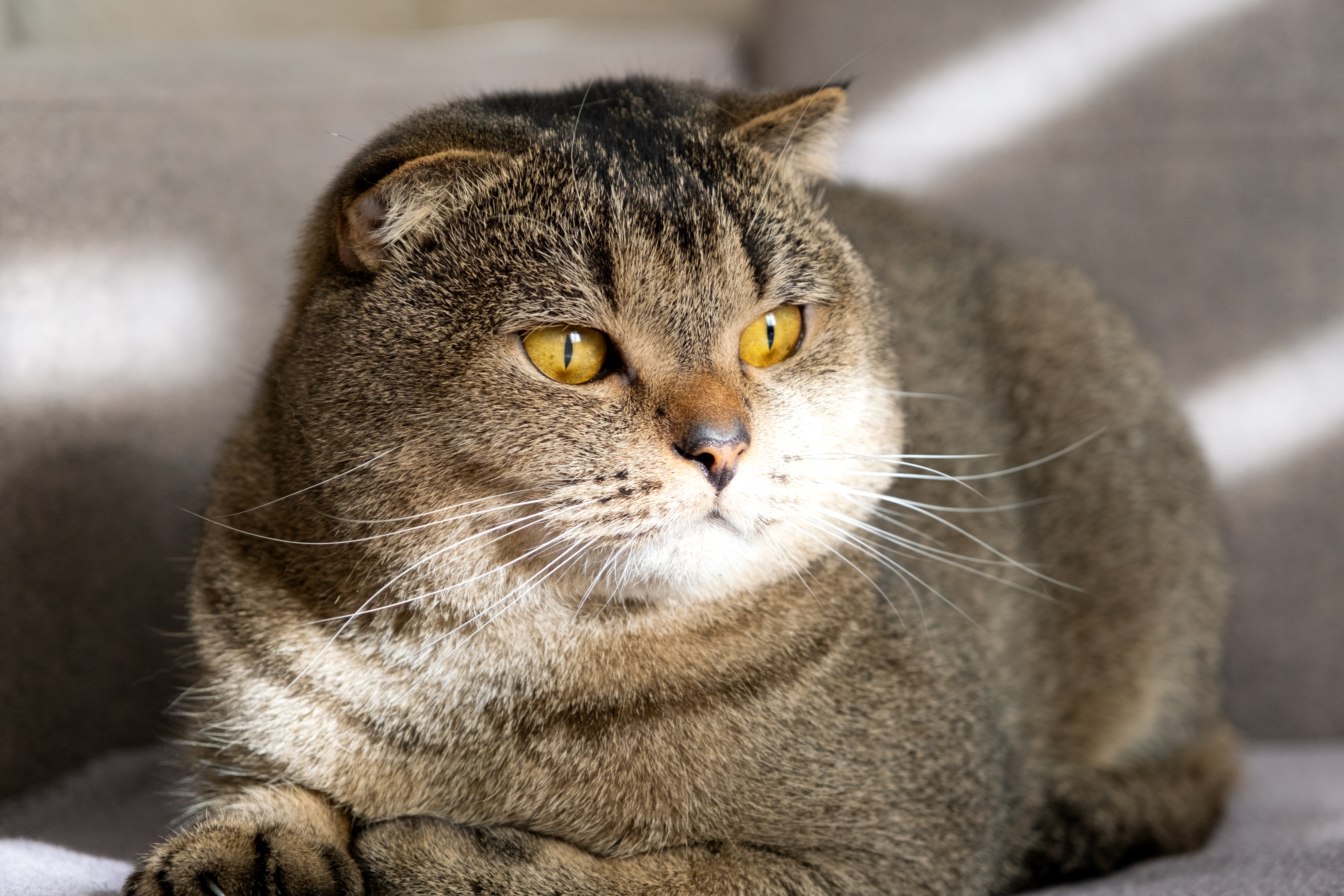 Diabete em gatos é possível? Descubra neste artigo