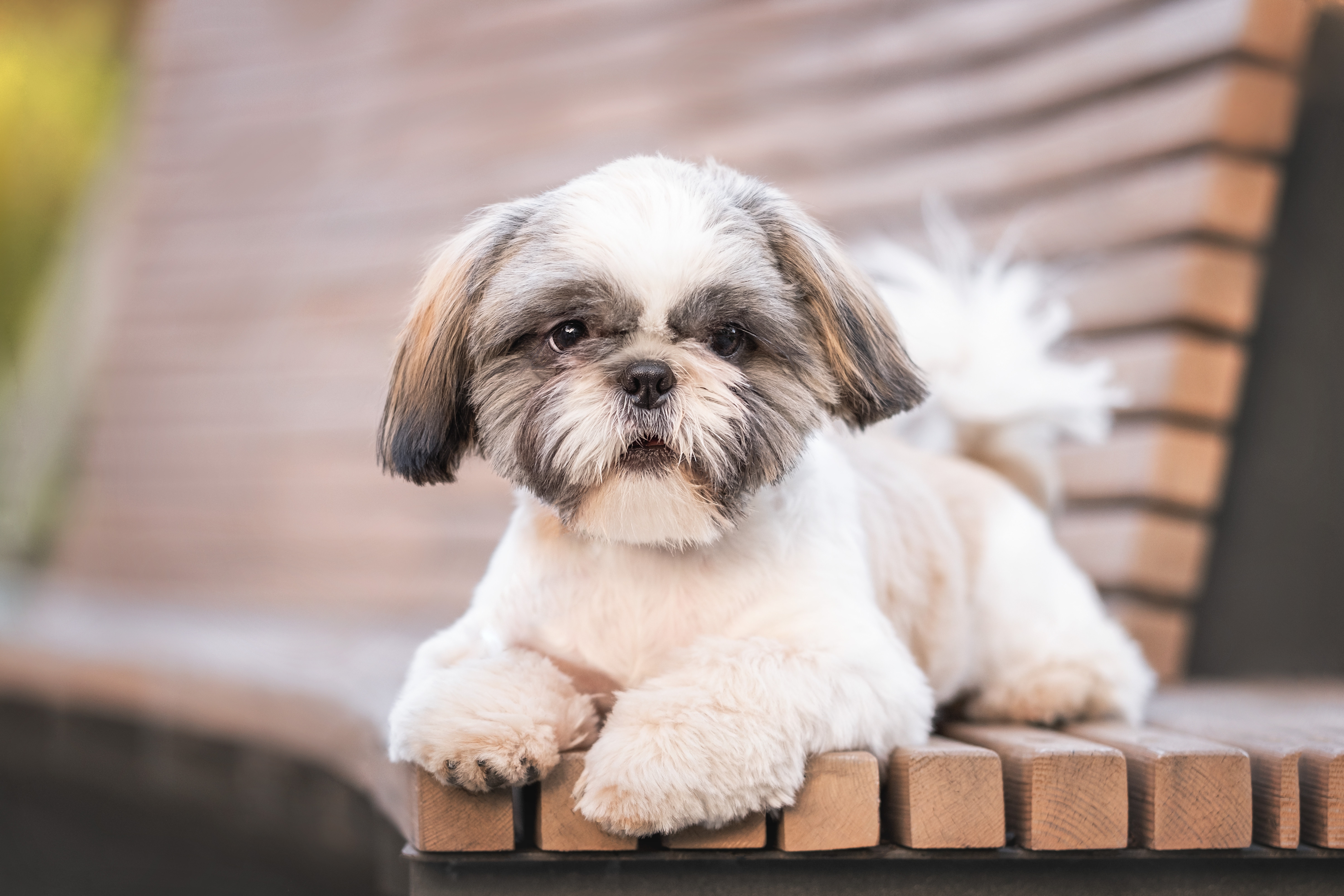 Quais são as raças de cachorro que têm maior longevidade? Descubra neste artigo!