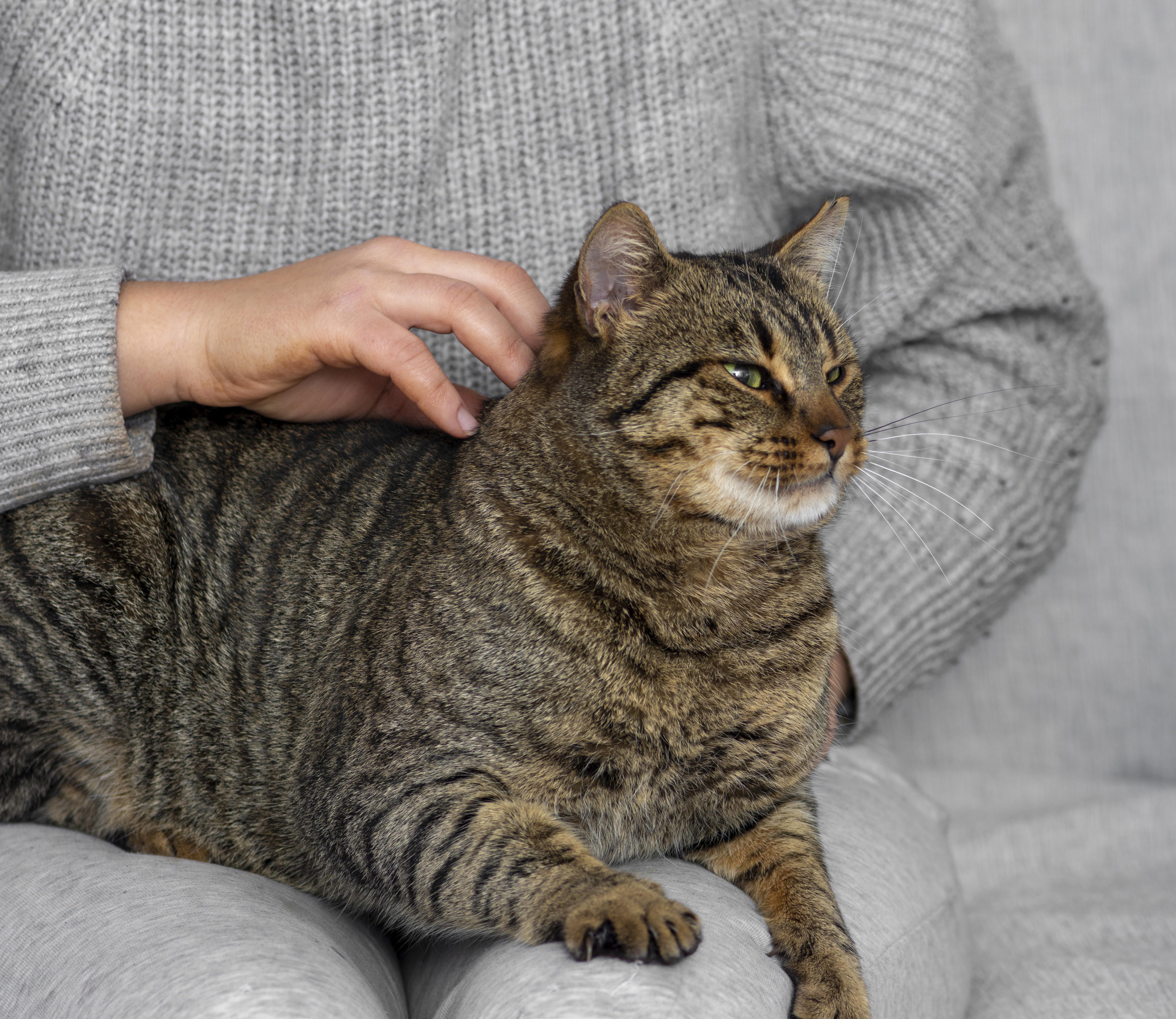 Como garantir qualidade de vida para gatos idosos?