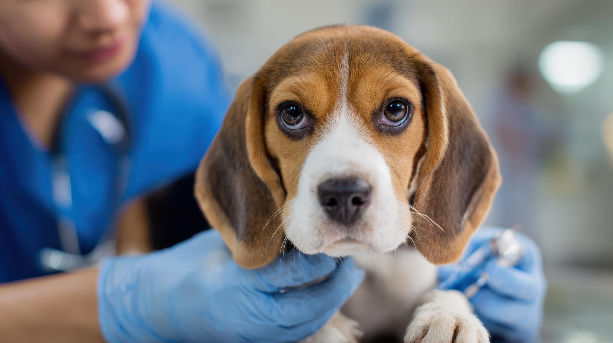 Março Azul-Marinho Pet: como prevenir doenças gastrointestinais e verminoses