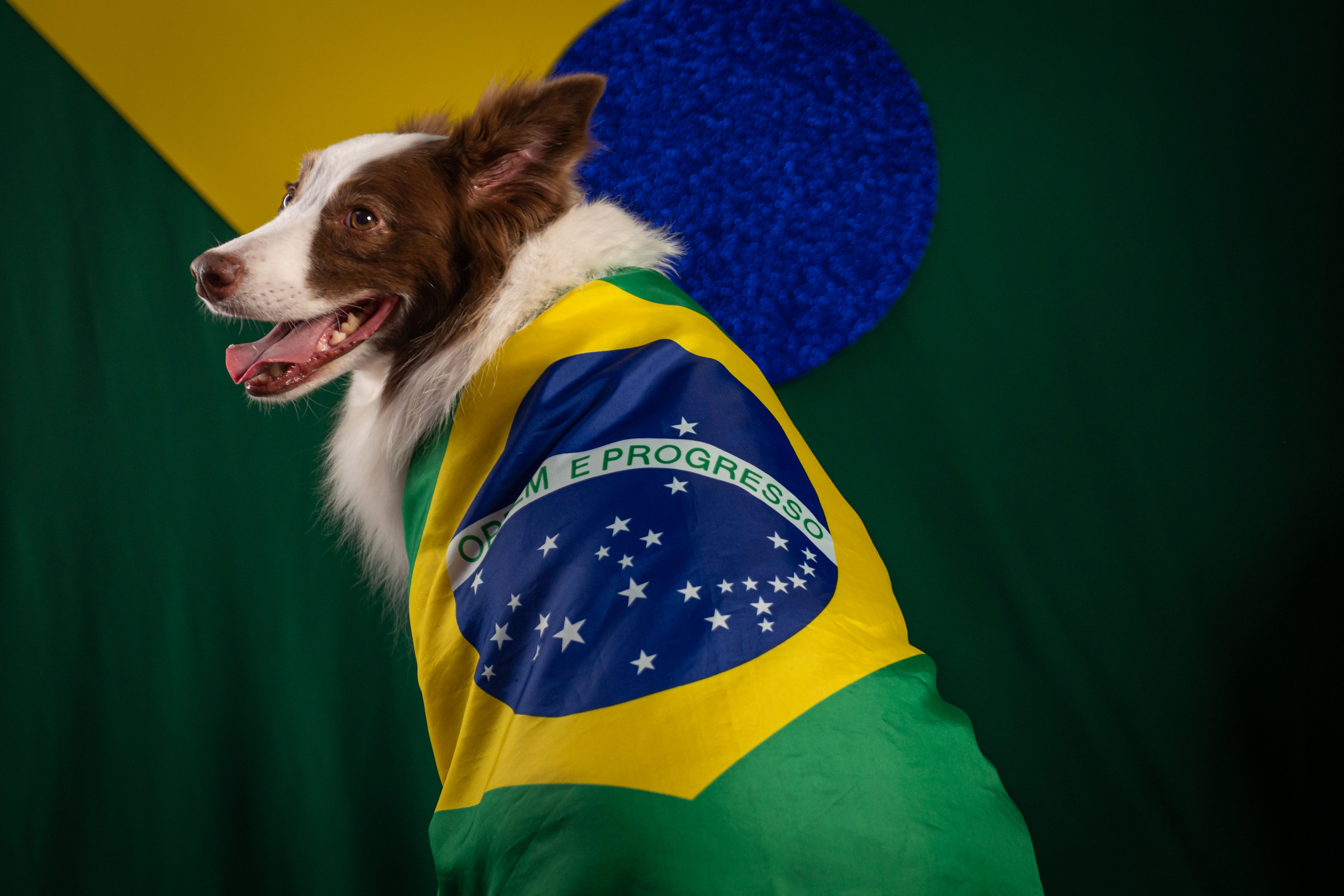 Como usar eventos mundiais de futebol para aumentar as vendas no seu pet shop?